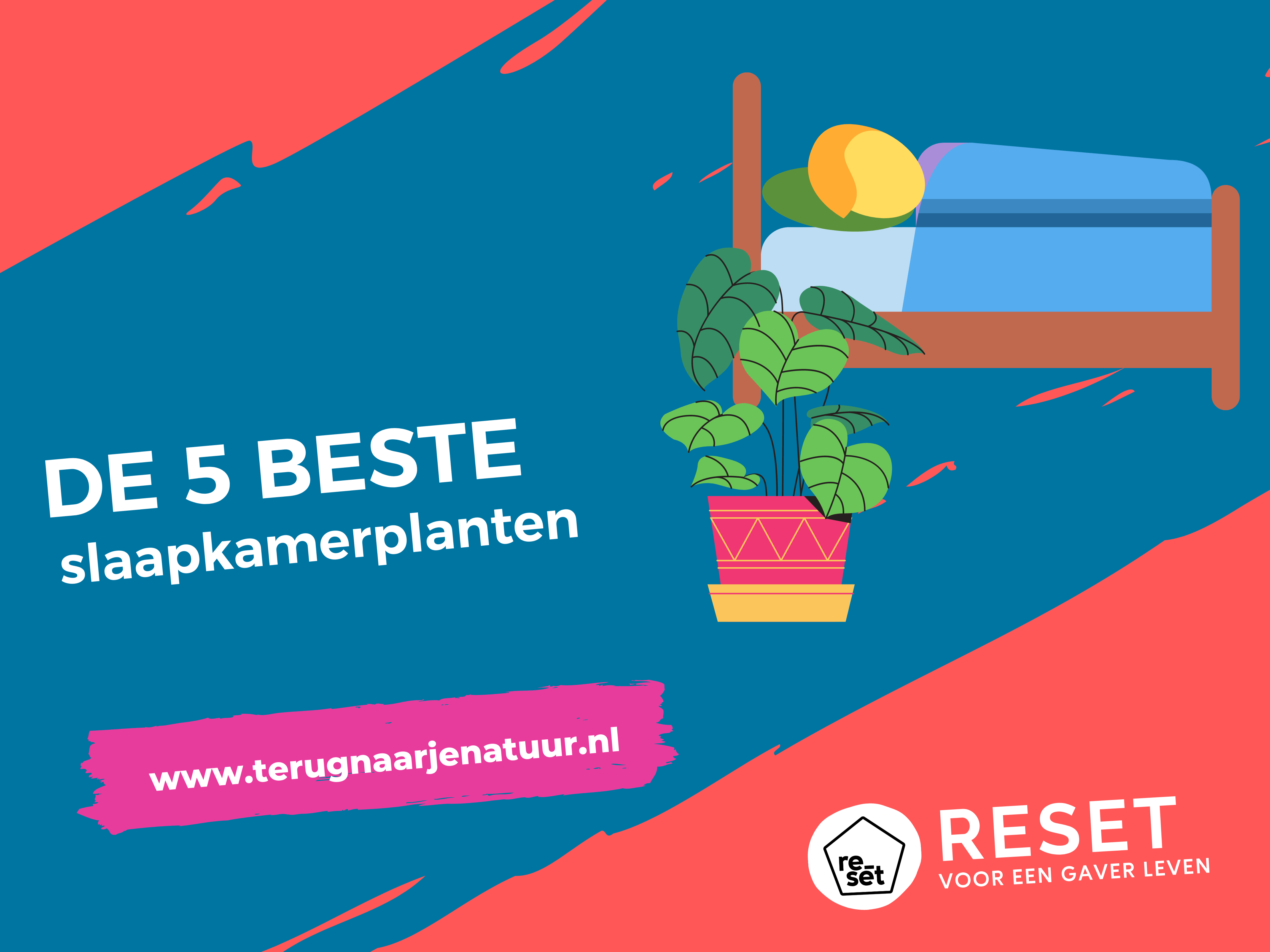 De 5 beste slaapkamer planten voor een diepere slaap
